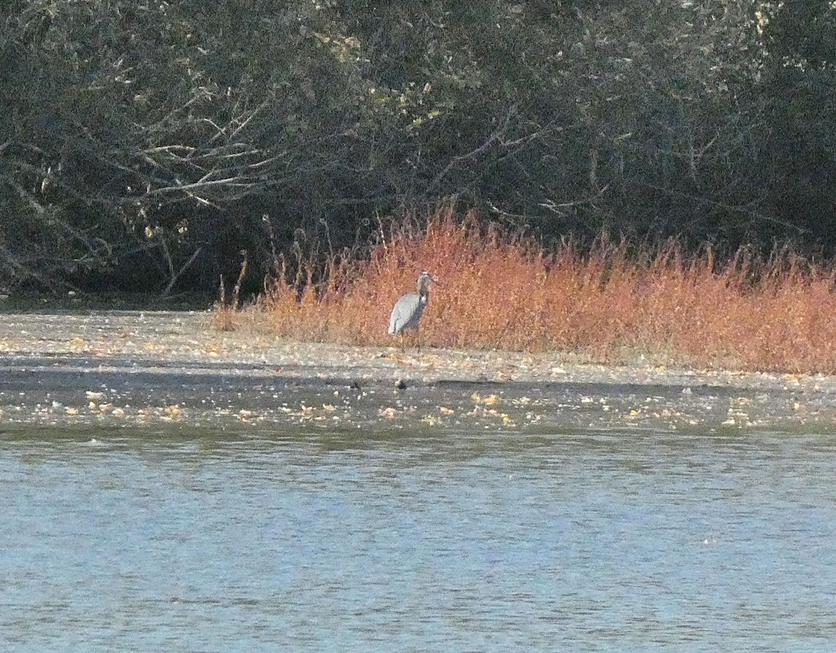 Garza Azulada - ML643006245