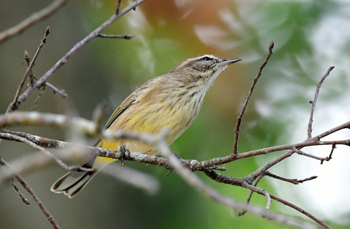 Reinita Palmera (palmarum) - ML643006247