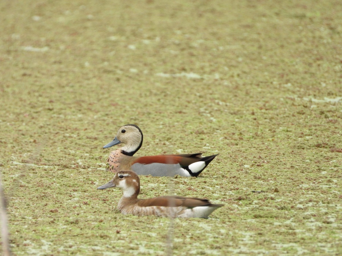 Pato Acollarado - ML643006248
