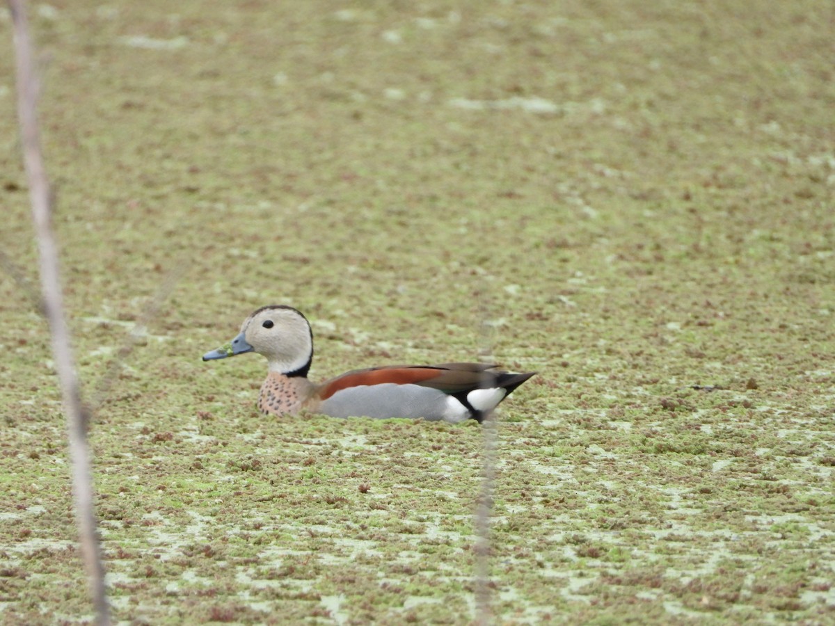 Pato Acollarado - ML643006254