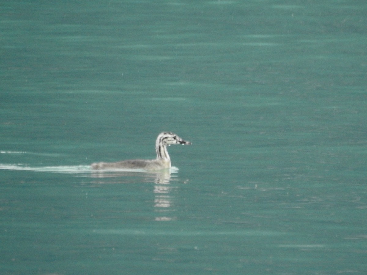 Great Crested Grebe - ML643006266
