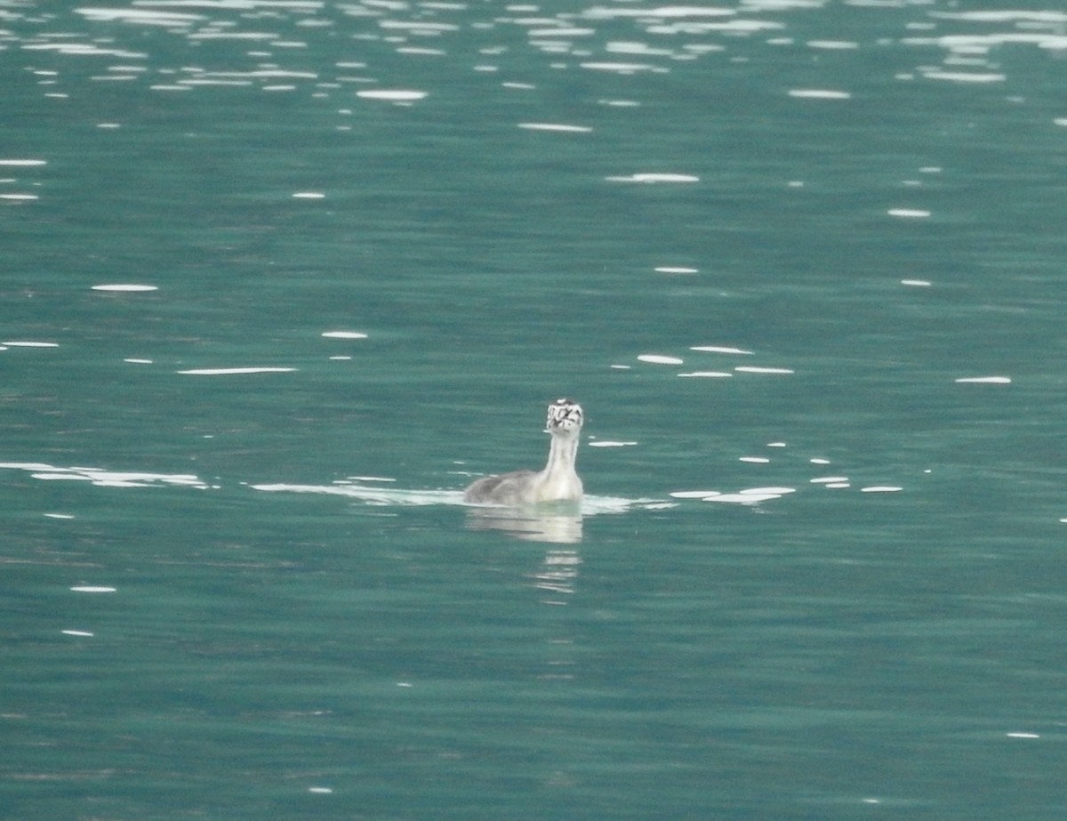 Great Crested Grebe - ML643006267