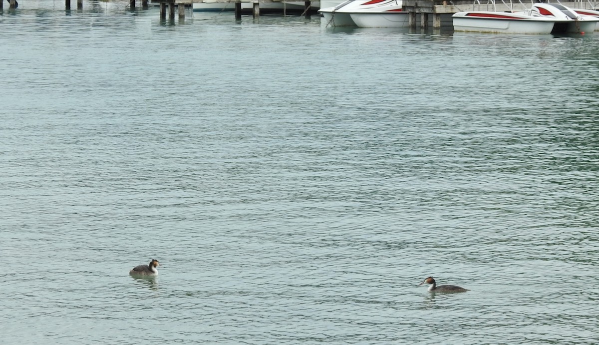 Great Crested Grebe - ML643006268
