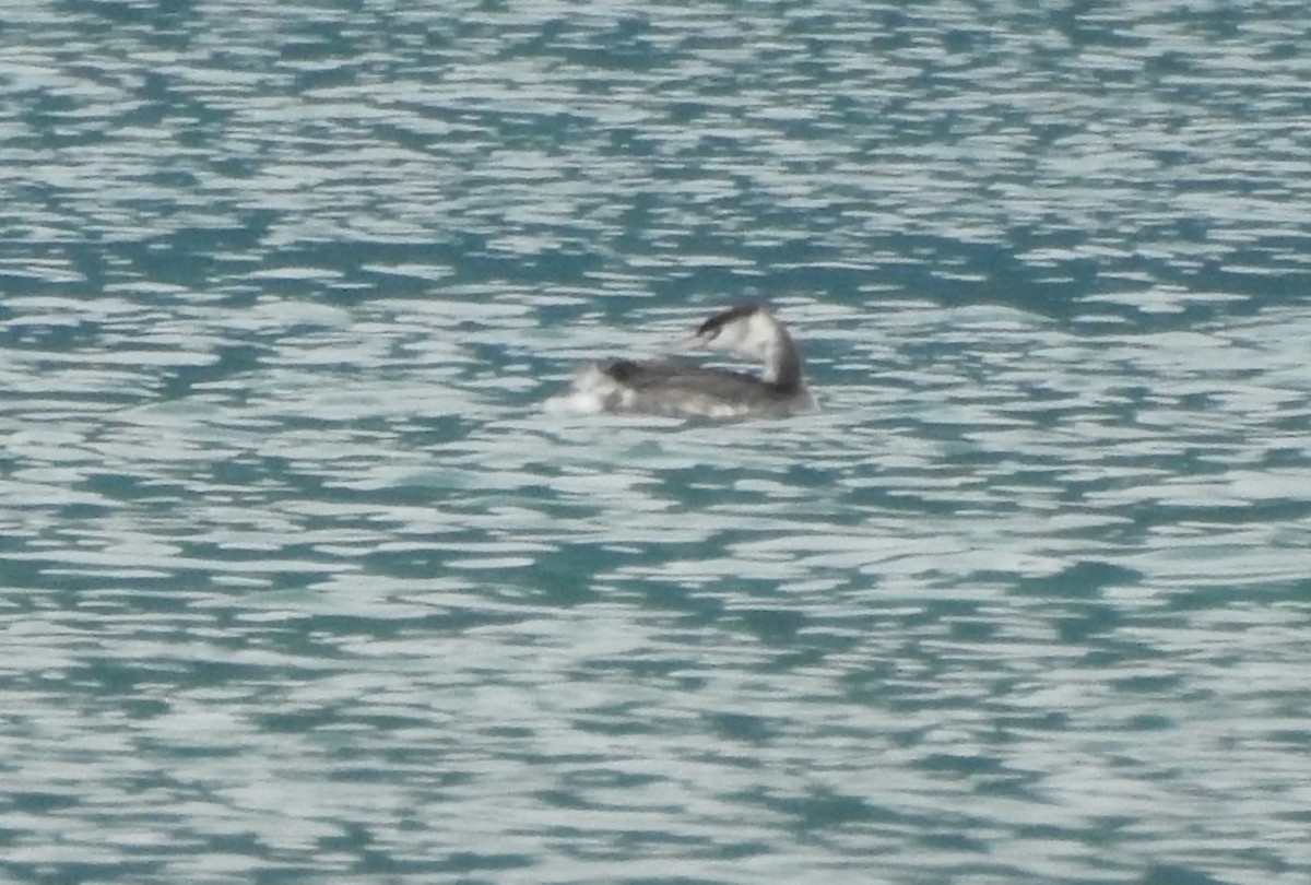 Great Crested Grebe - ML643006269