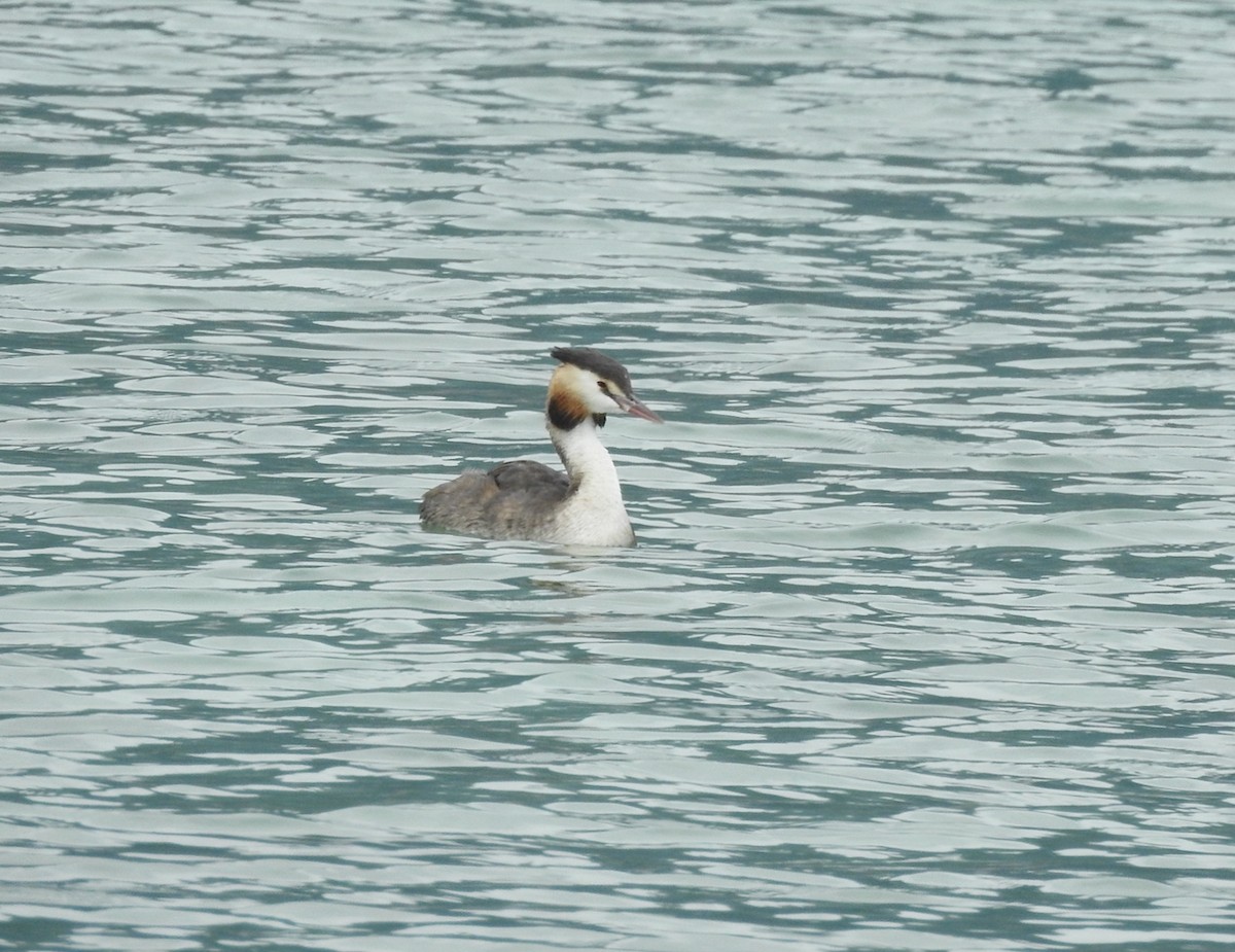 Great Crested Grebe - ML643006270