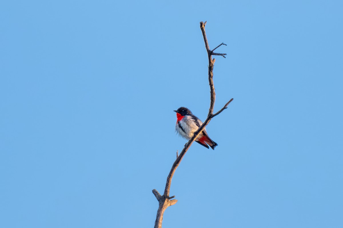 Mistletoebird - ML643006277