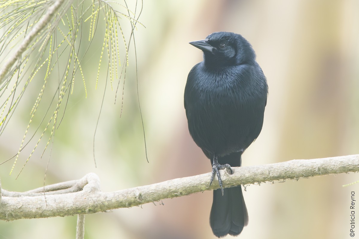 Scrub Blackbird - ML643006304