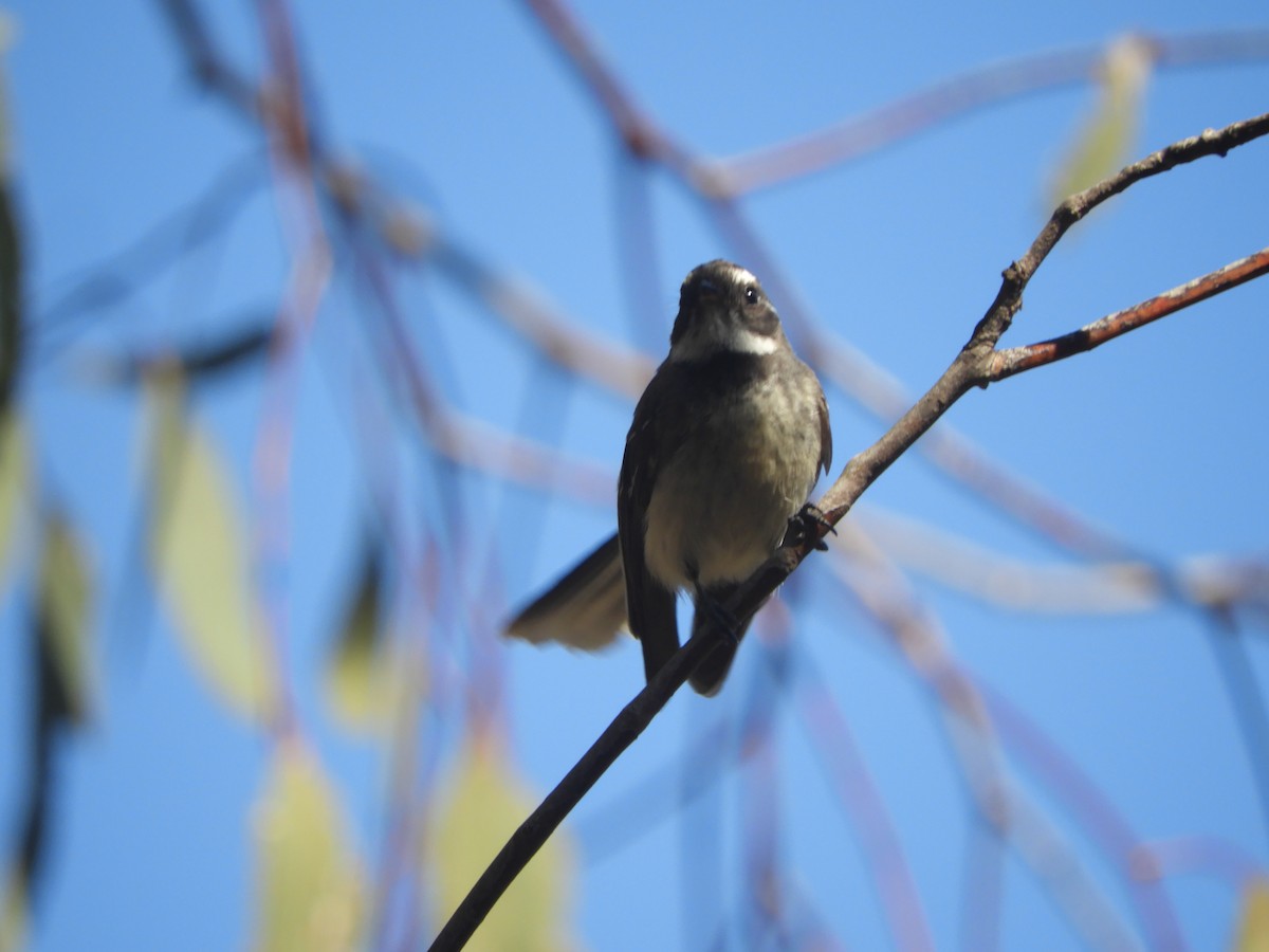 Gray Fantail - ML643006310