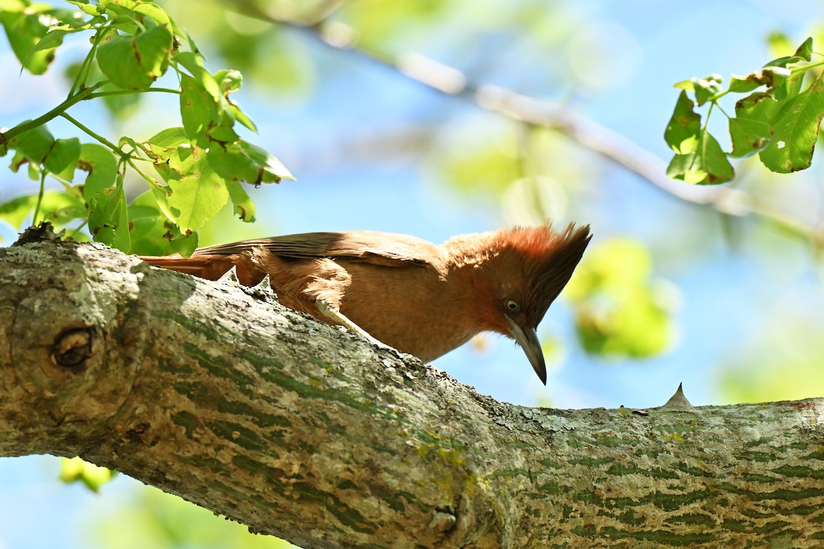 Brown Cacholote - ML643006326