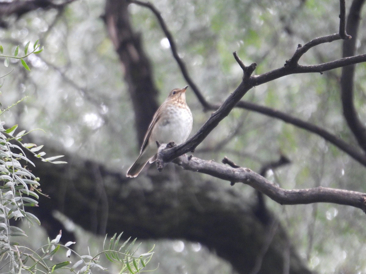 Catharus sp. - ML643006333