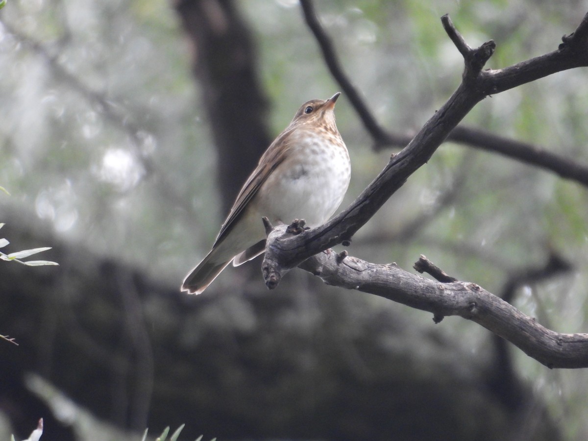 Catharus sp. - ML643006334