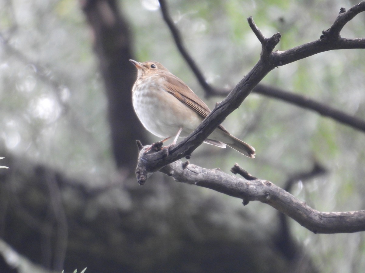 Catharus sp. - ML643006335