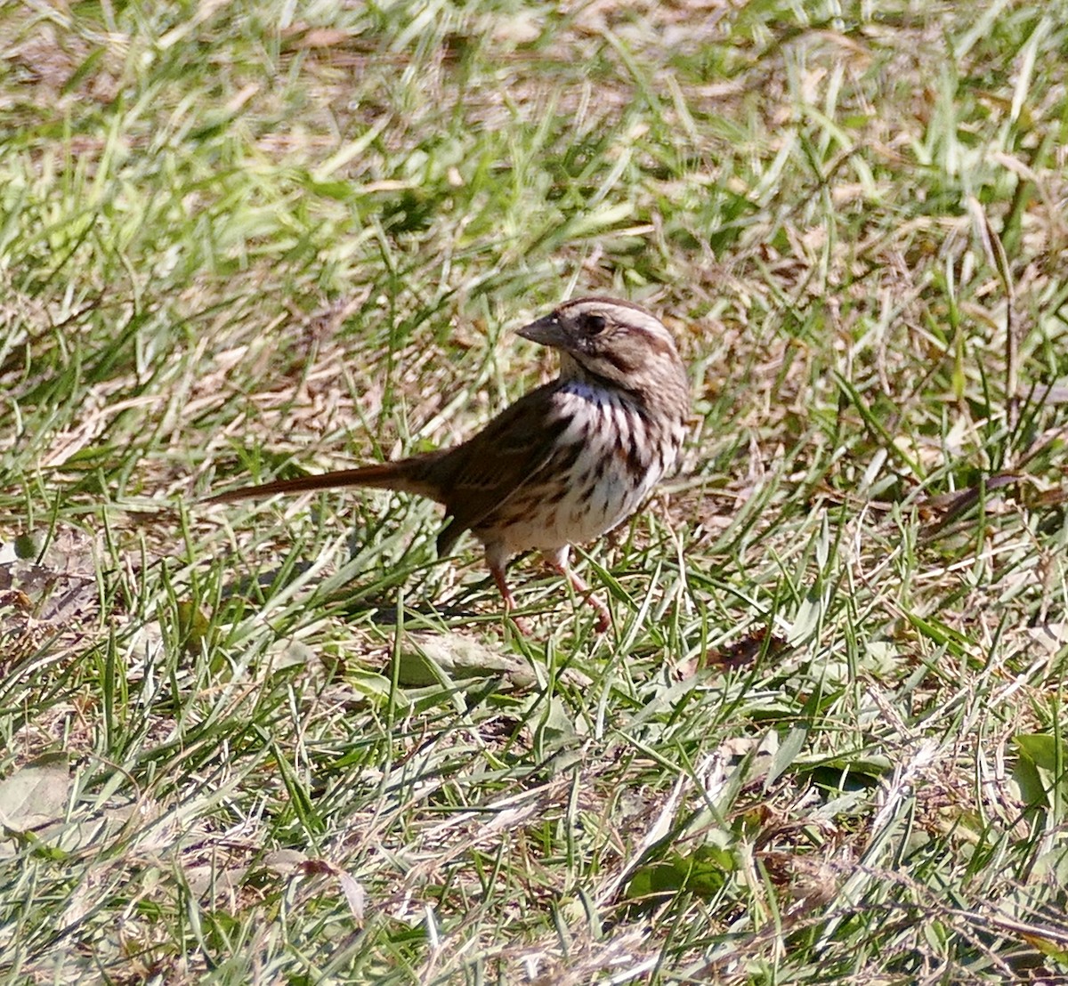 Song Sparrow - ML643006340