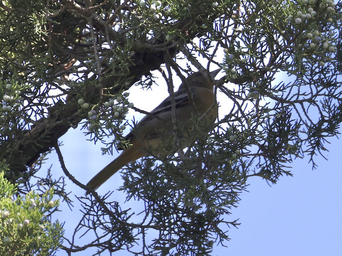 Baltimore Oriole - ML643006347