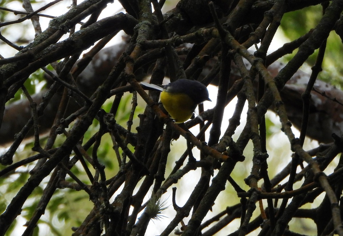 Slate-throated Redstart - ML643006359