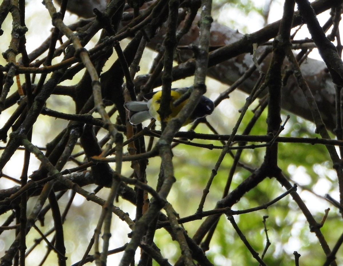 Slate-throated Redstart - ML643006360