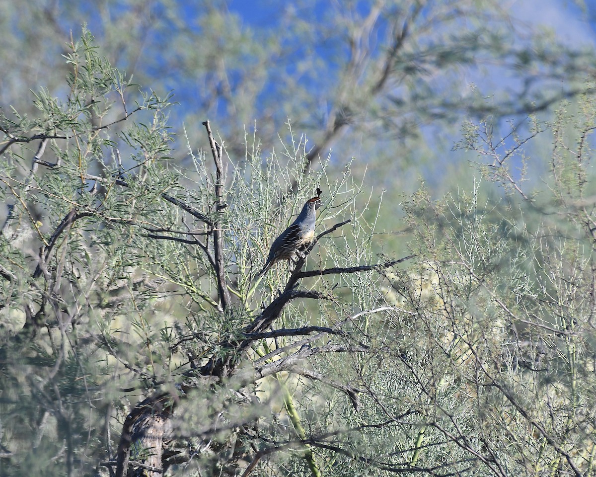 Gambel's Quail - ML643006361