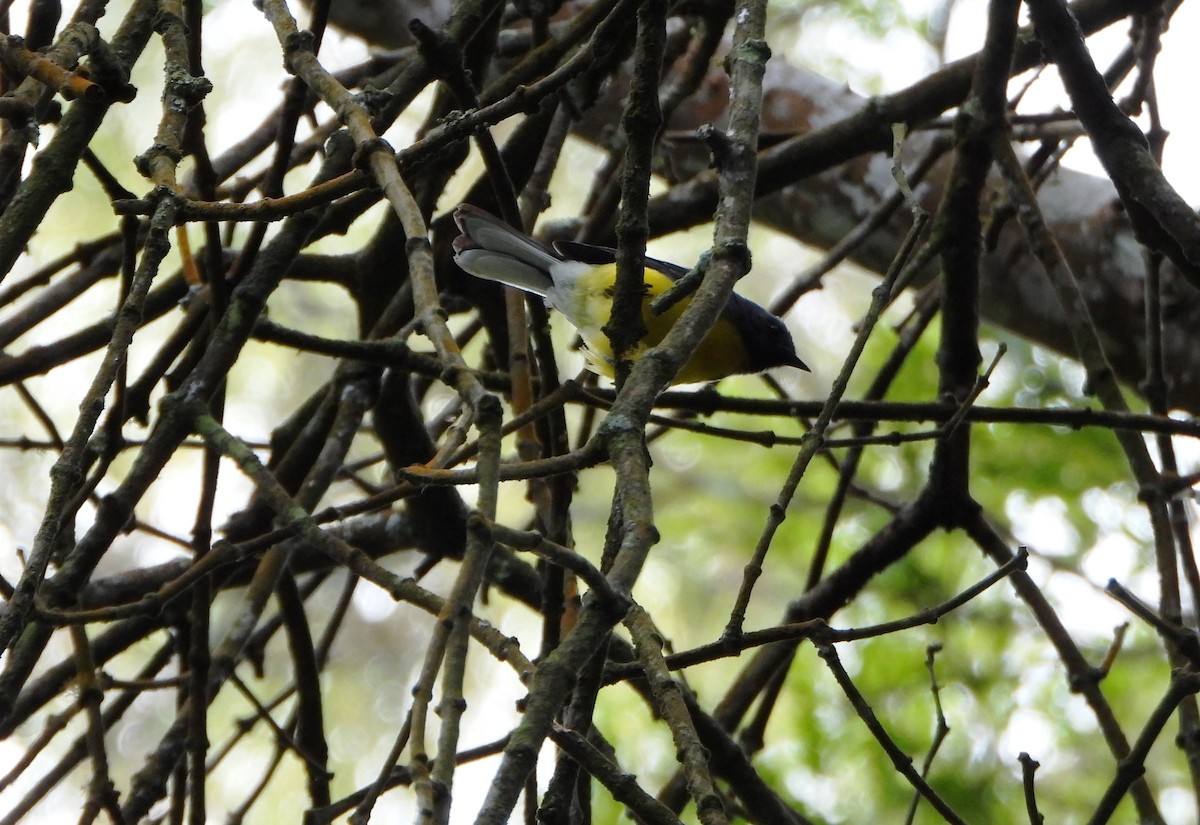 Slate-throated Redstart - ML643006362
