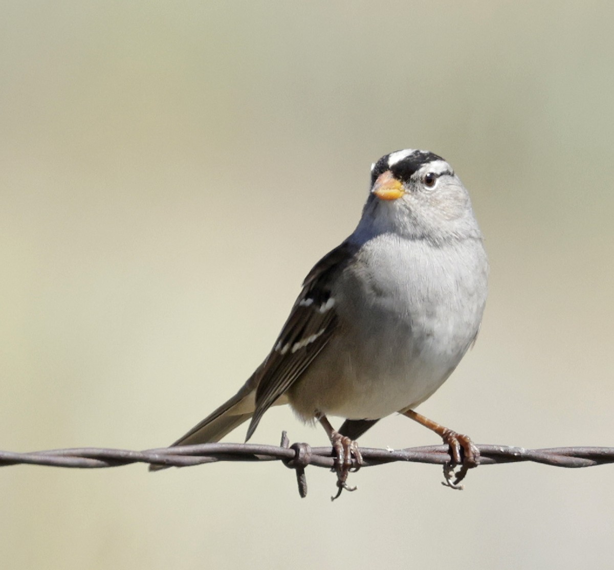 White-crowned Sparrow - ML643006363