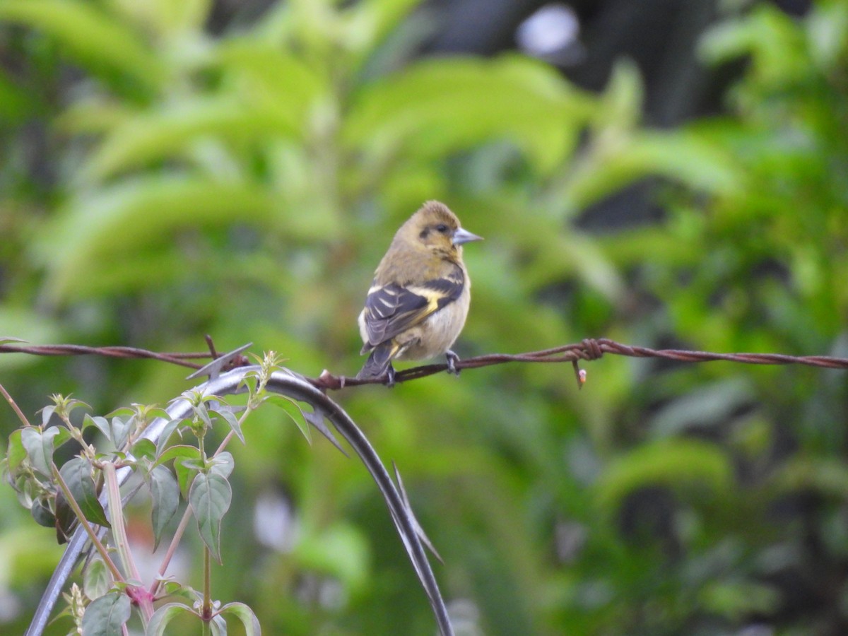 Black-headed Siskin - ML643006365