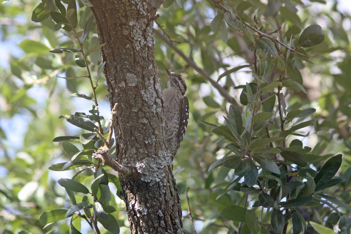 Ladder-backed Woodpecker - ML643006380