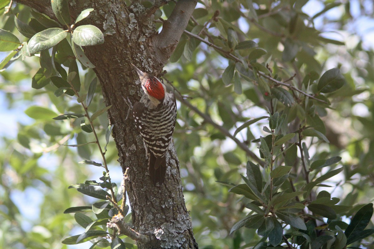 Ladder-backed Woodpecker - ML643006381