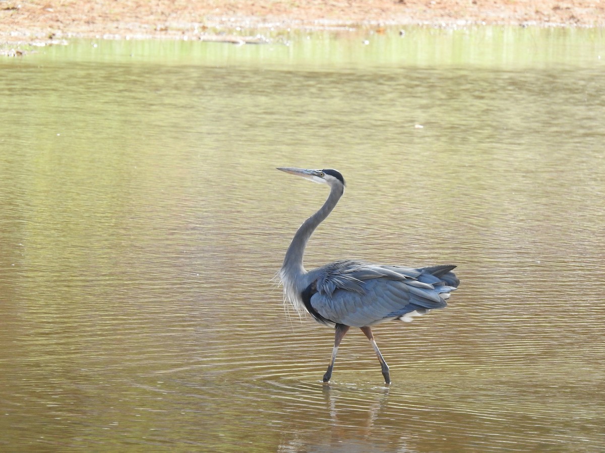 Great Blue Heron - ML643006390