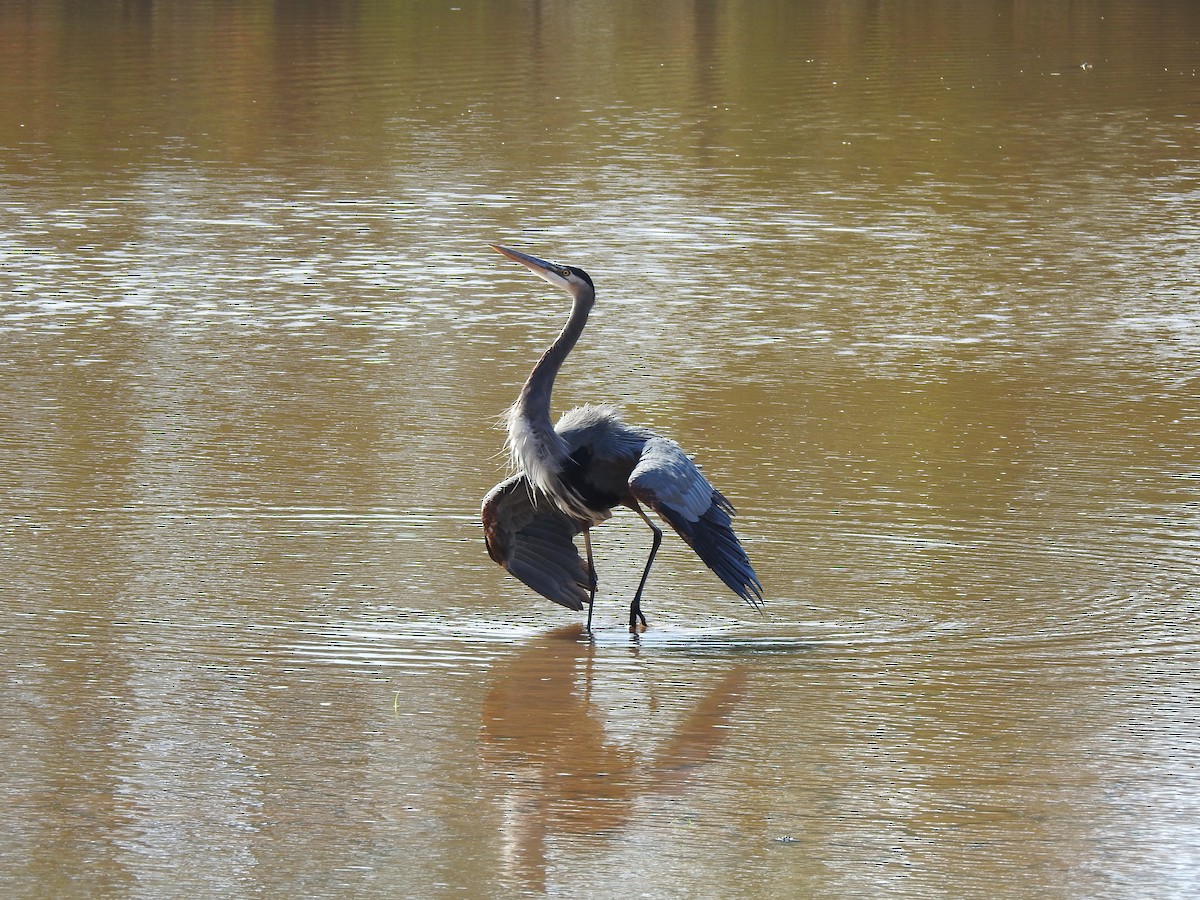 Great Blue Heron - ML643006391