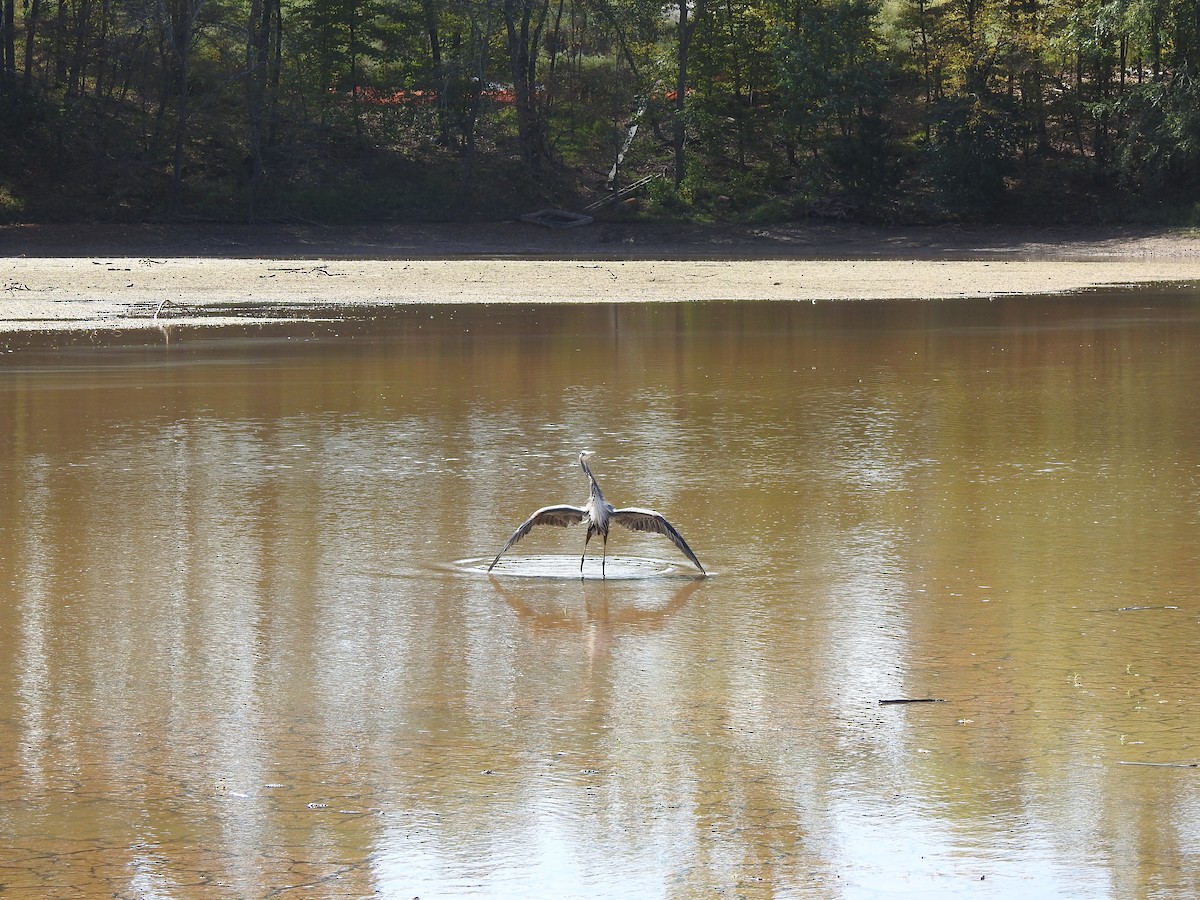 Great Blue Heron - ML643006392