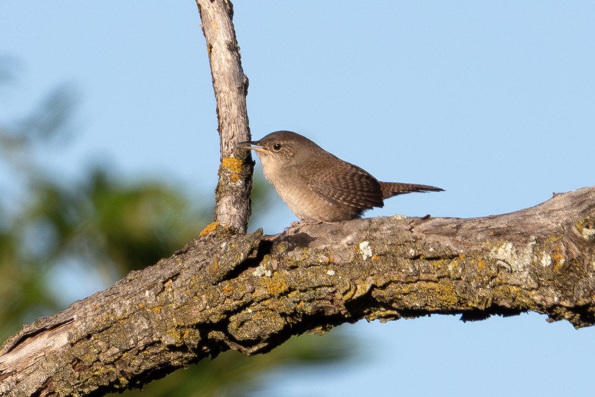Northern House Wren - ML643006393