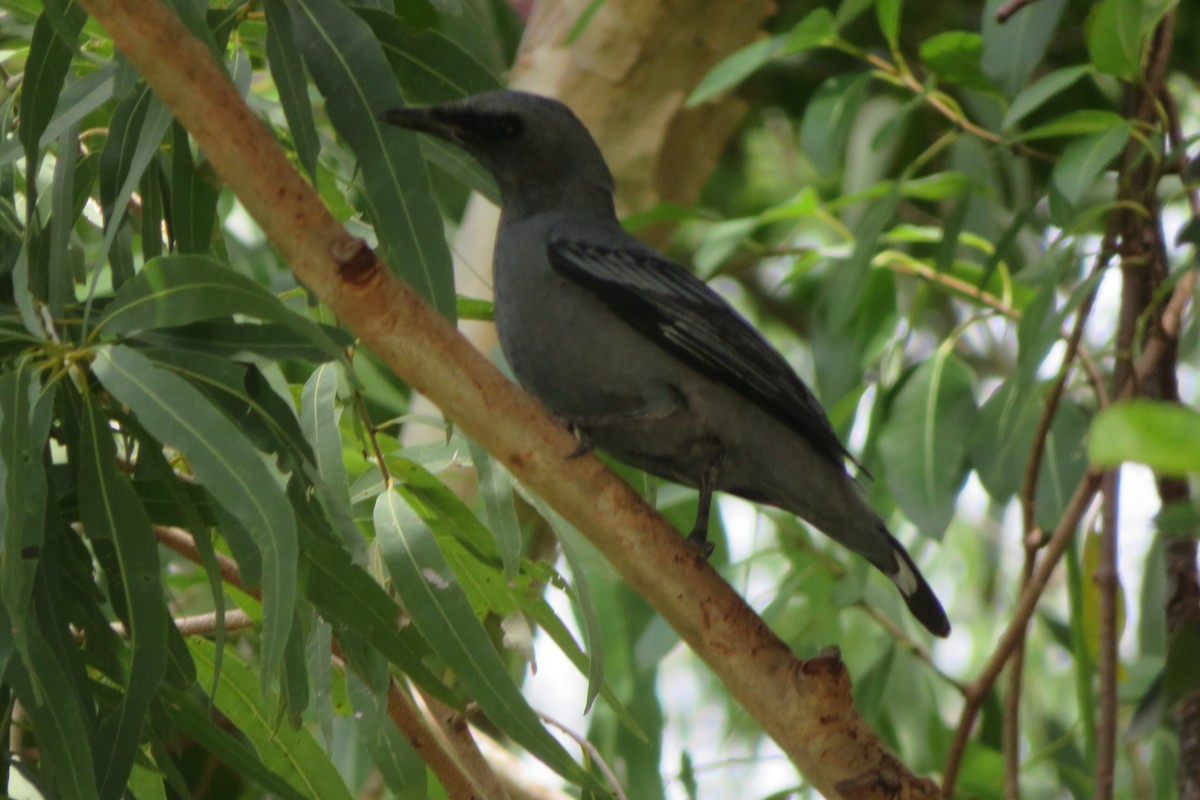 Sahul Cicadabird - ML643006413