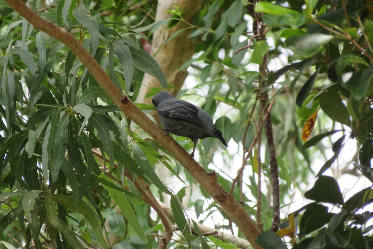 Sahul Cicadabird - ML643006414