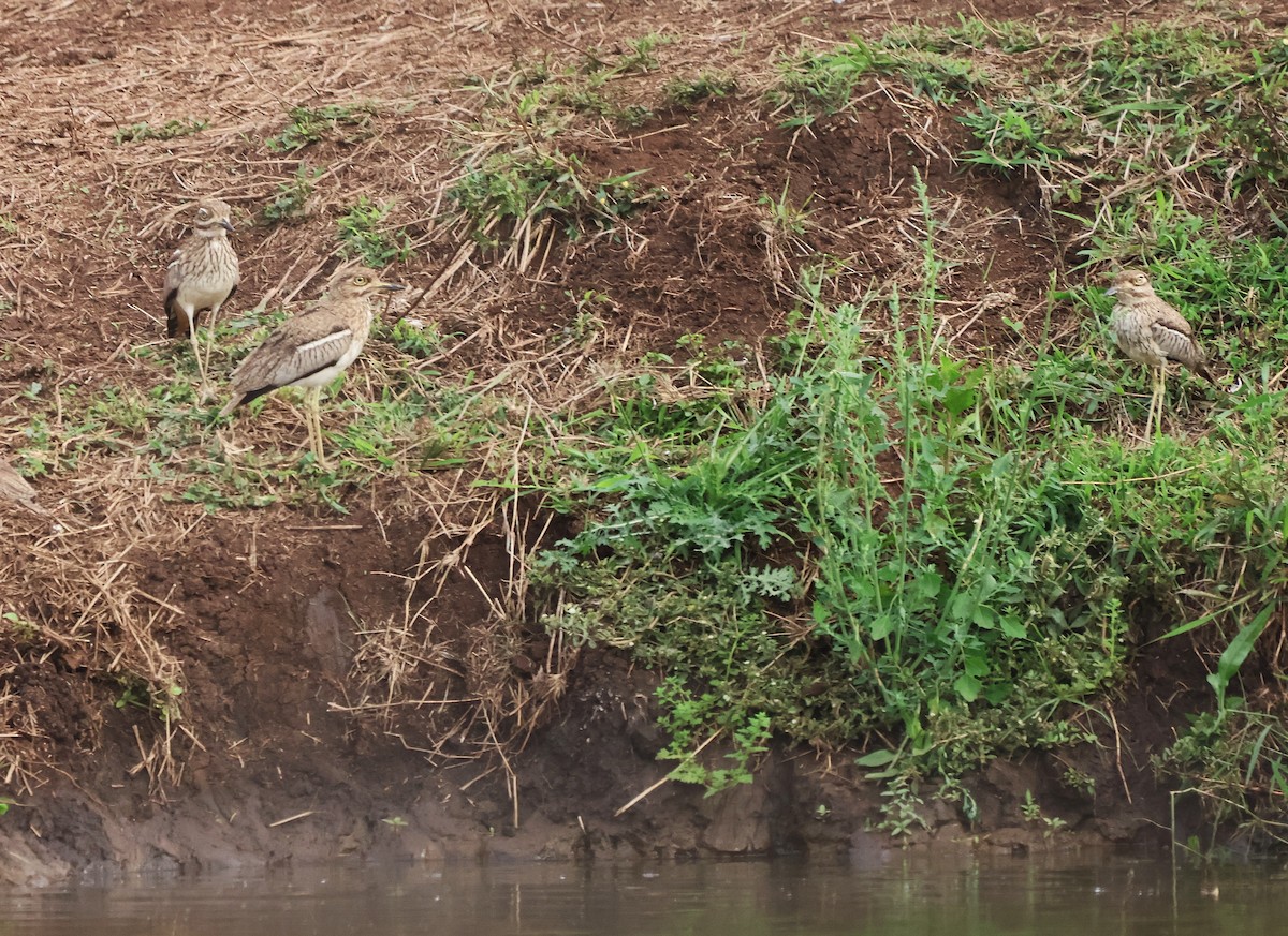 Water Thick-knee - ML643006421