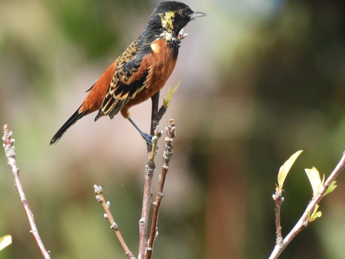 Orchard Oriole - ML643006434