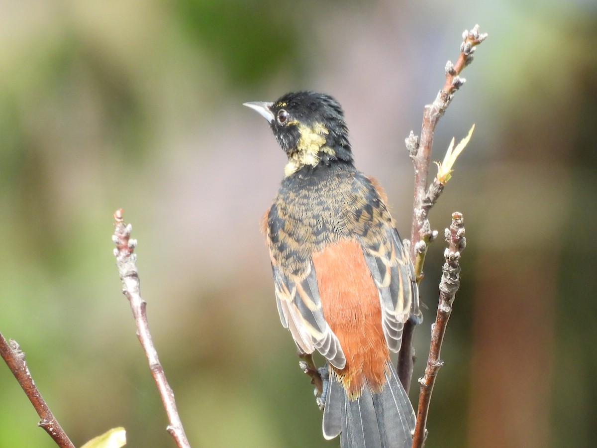Orchard Oriole - ML643006445