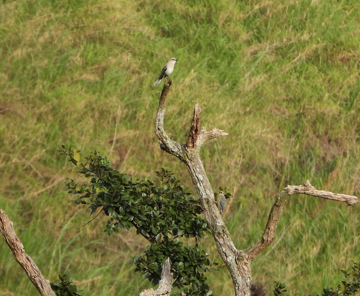 Tropical Mockingbird - ML643006446