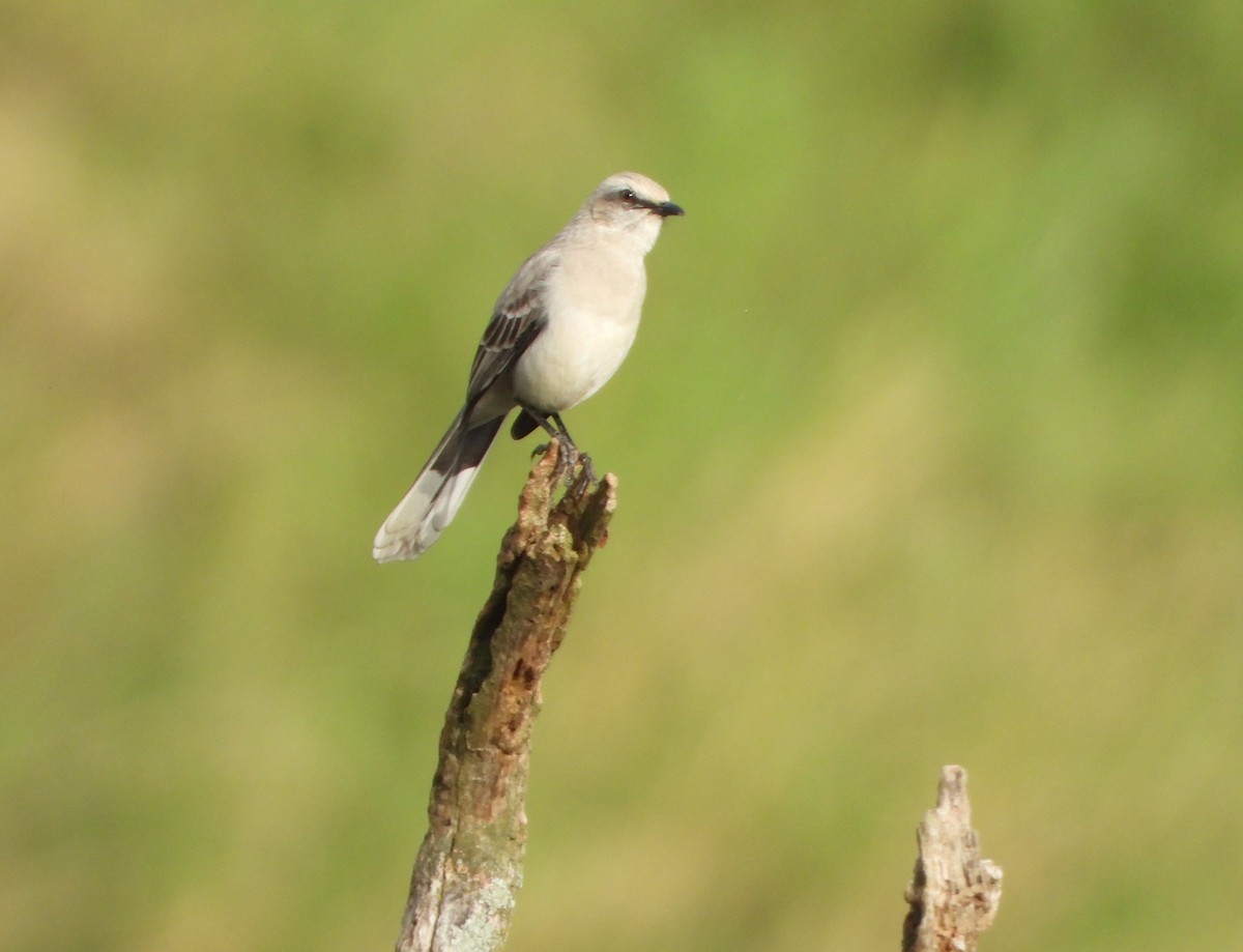 Tropical Mockingbird - ML643006447