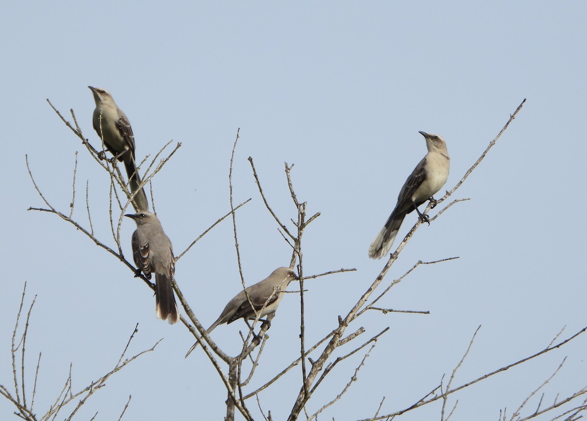 Tropical Mockingbird - ML643006448