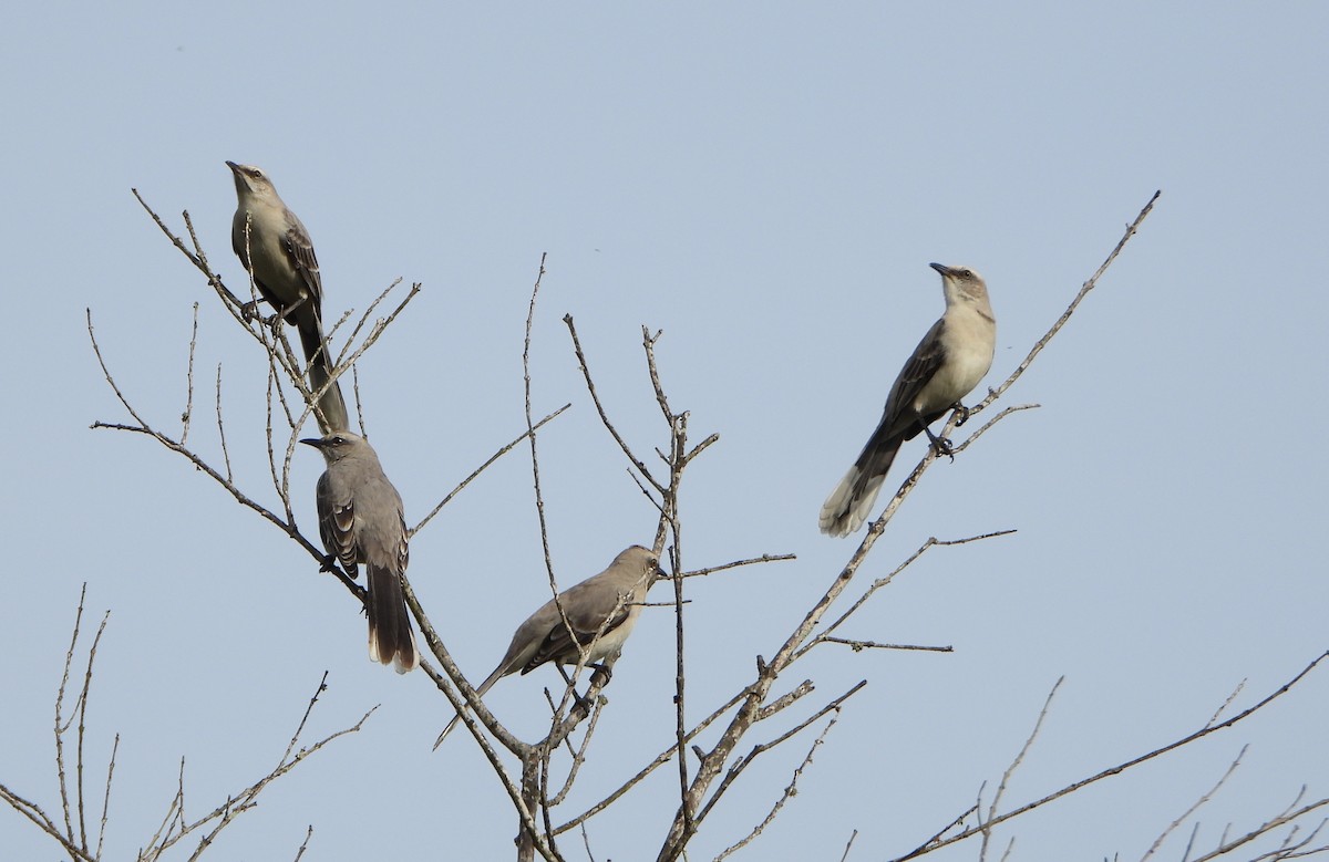 Tropical Mockingbird - ML643006449