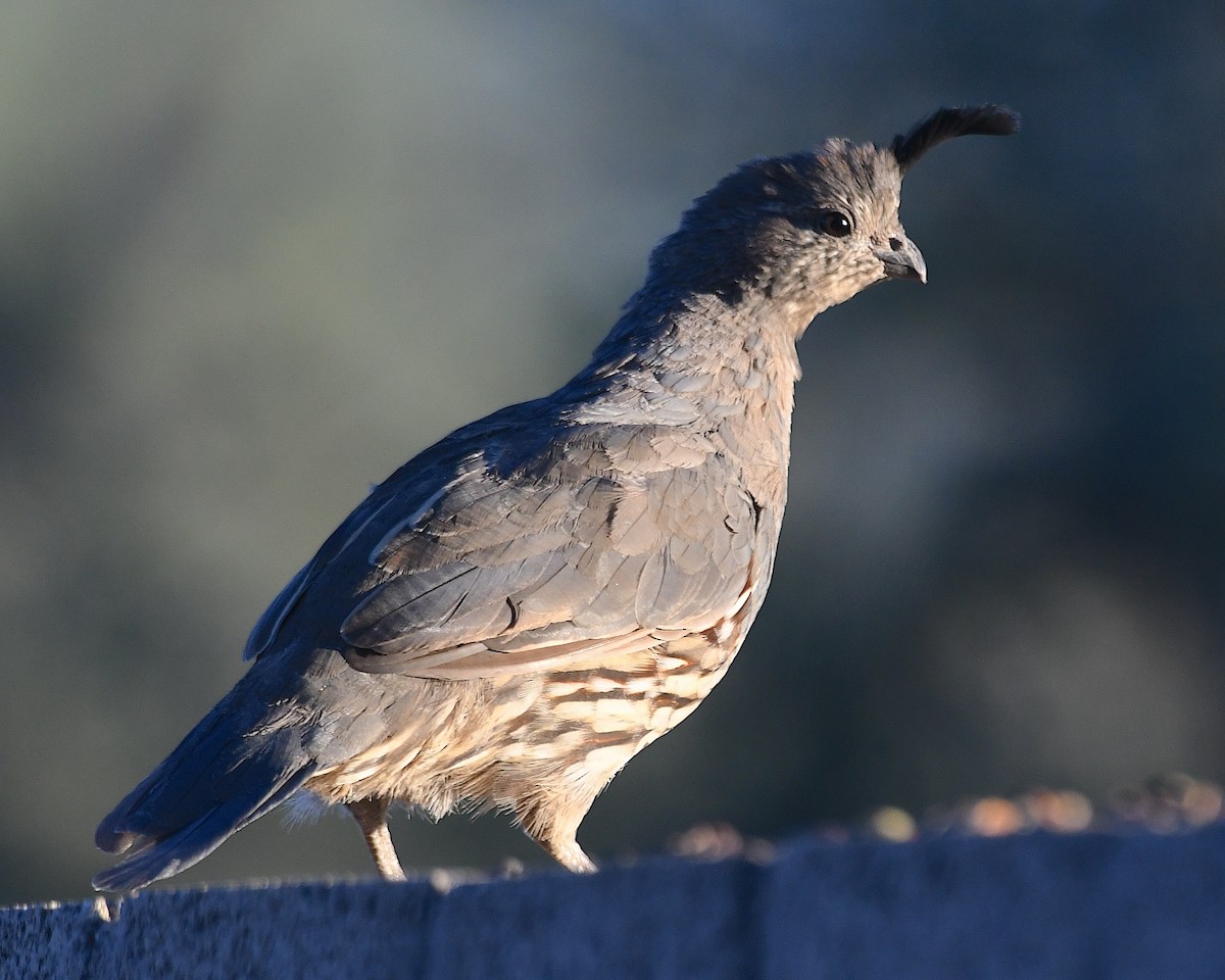 Gambel's Quail - ML643006453
