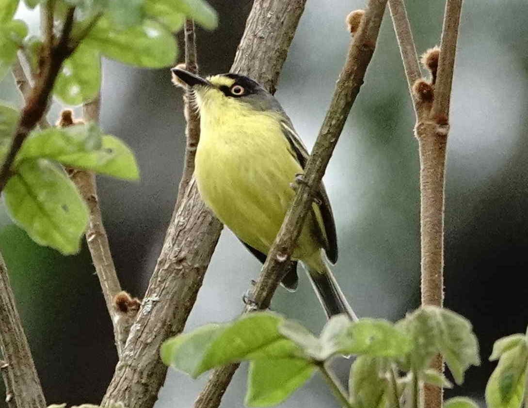 Gray-headed Tody-Flycatcher - ML643006455