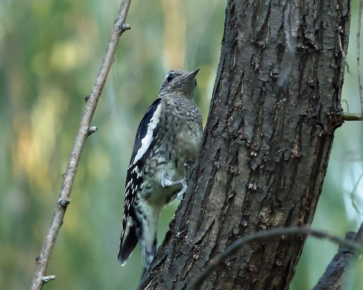 Yellow-bellied Sapsucker - ML643006458