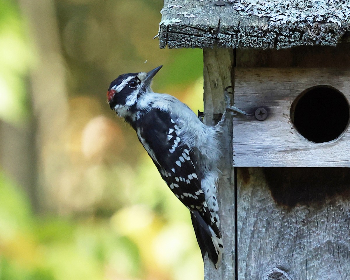 Downy Woodpecker - ML643006462