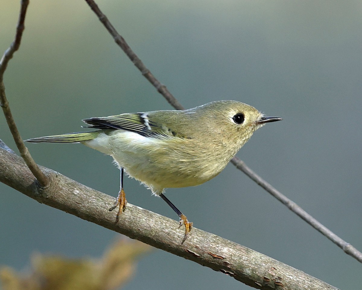 Ruby-crowned Kinglet - ML643006472