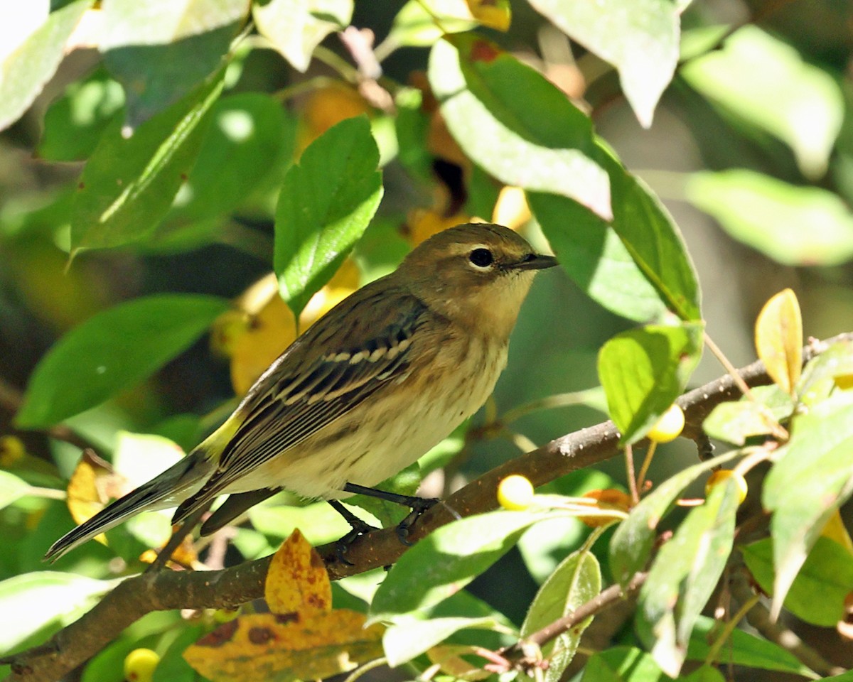 Yellow-rumped Warbler (Myrtle) - ML643006486