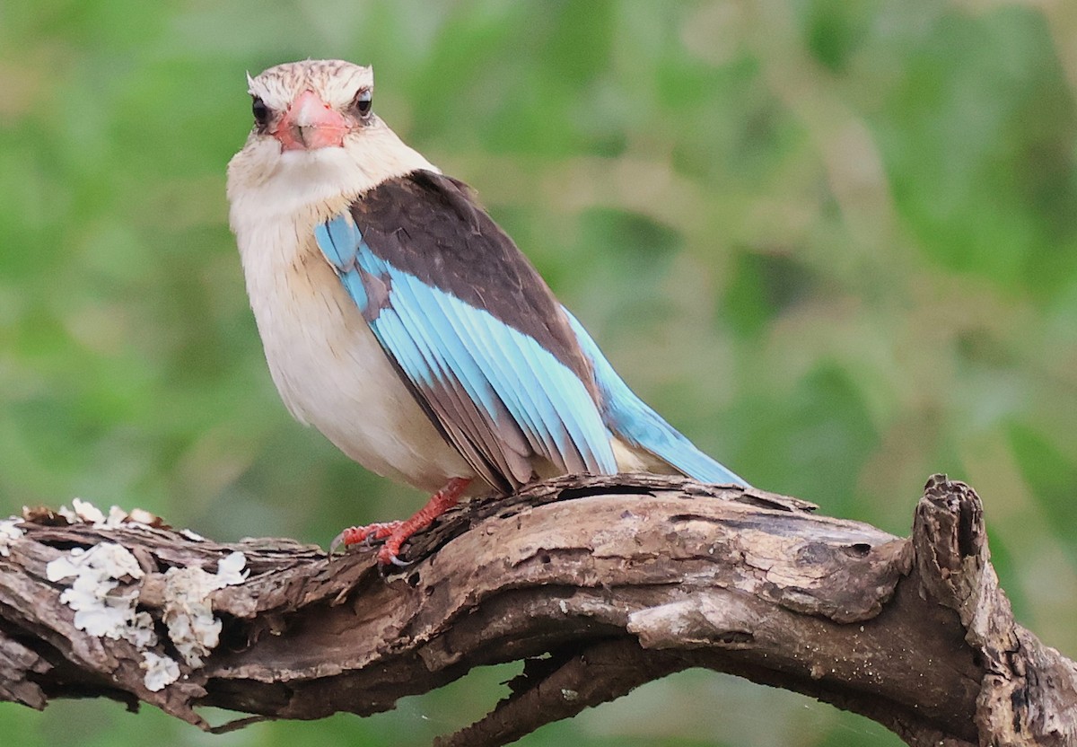 Brown-hooded Kingfisher - ML643006495