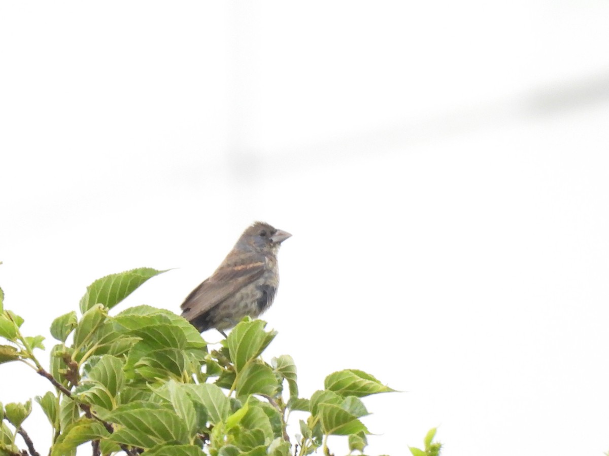 Blue Grosbeak - ML643006515