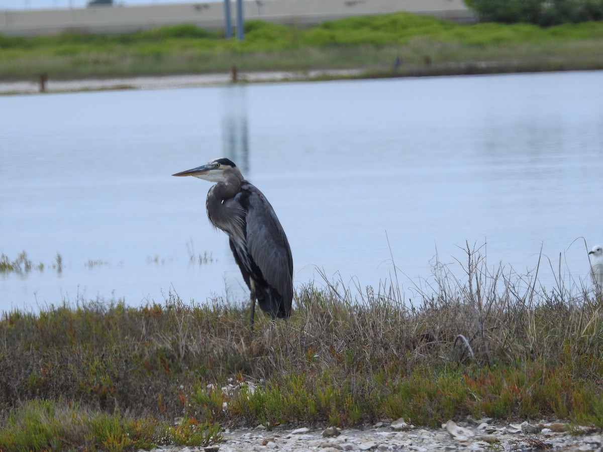 Great Blue Heron - ML643006519