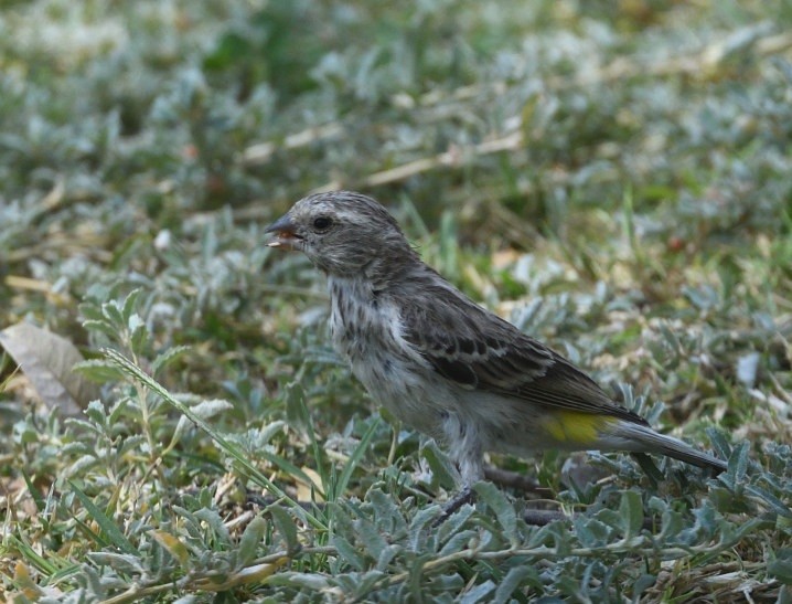 Black-throated Canary - ML643006543