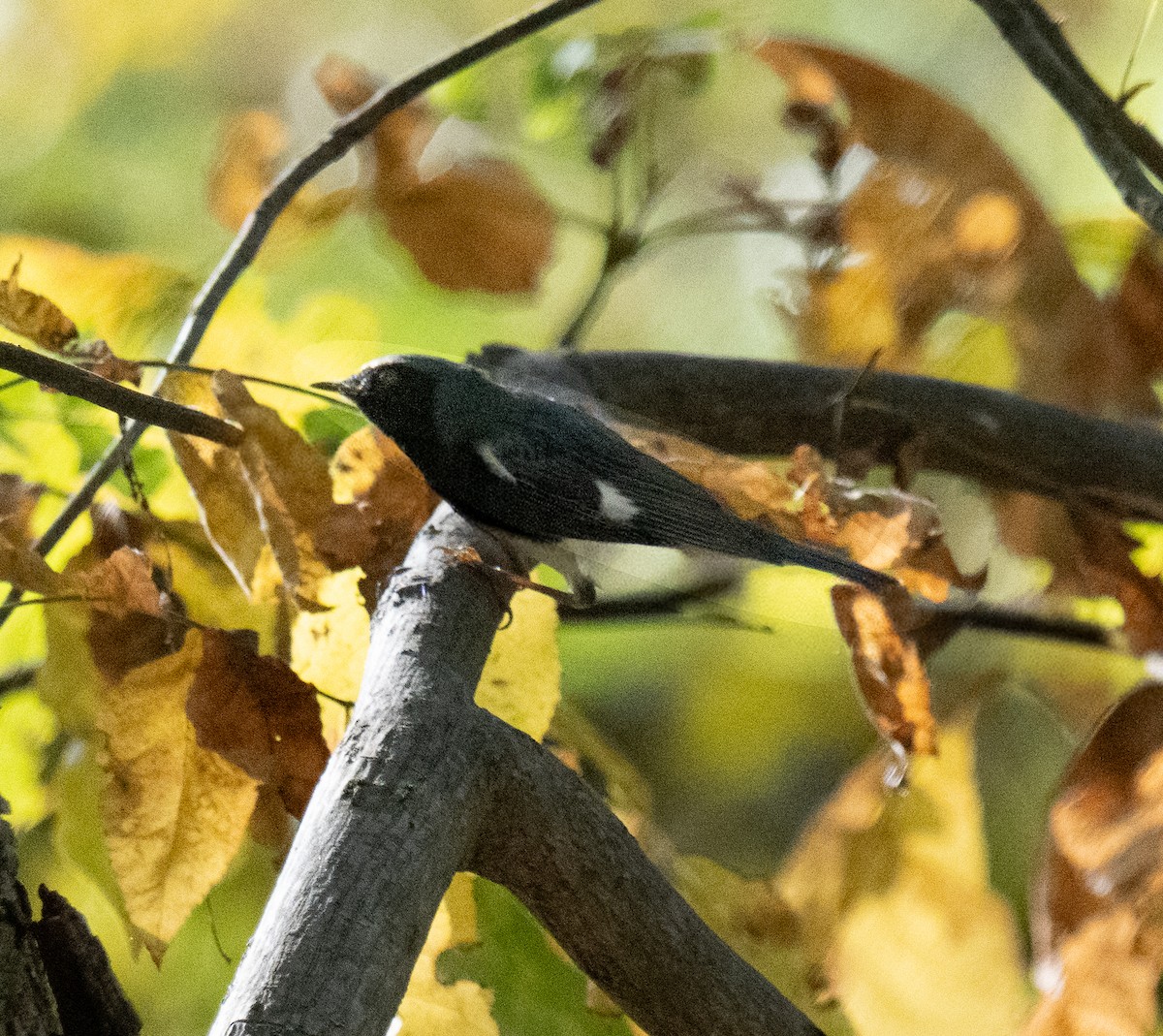Black-throated Blue Warbler - ML643006554